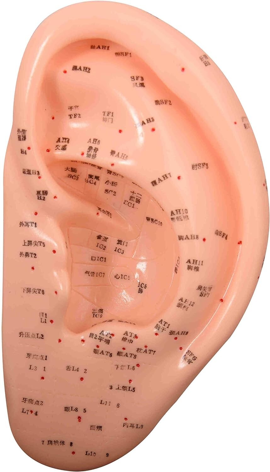 Model Anatomy Professional Medical Acupuncture Ear 22 Cm 9″ IT-095 ARTMED