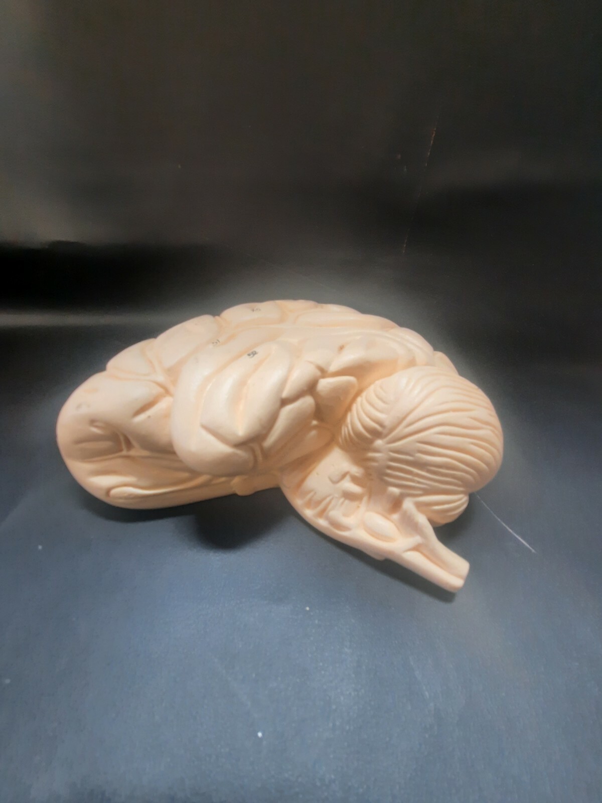 Denoyer Geppert Half Human Brain Anatomical Model 2 Part Sections