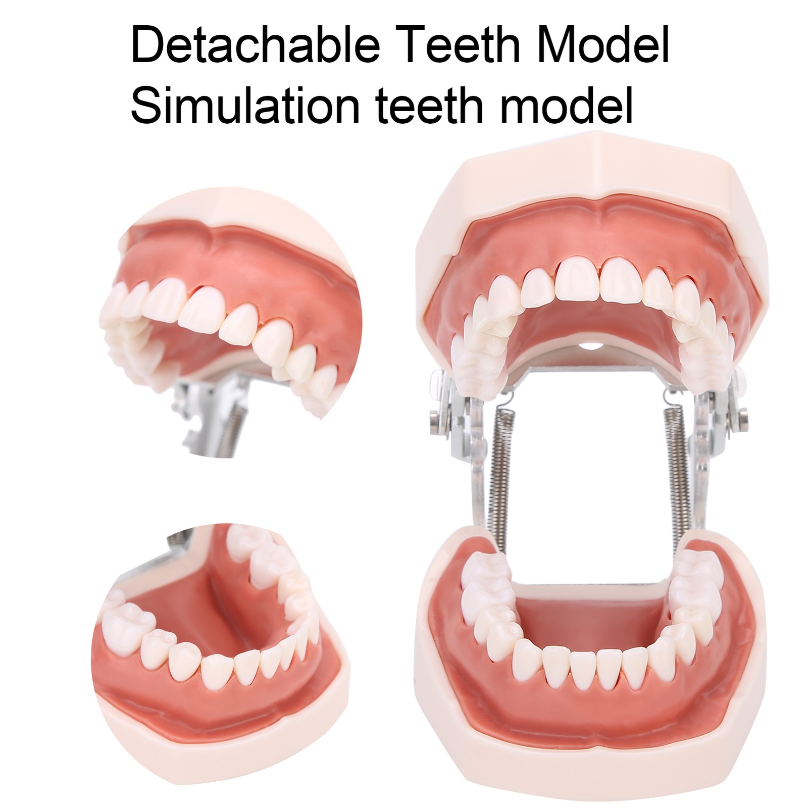 Detachable Teeth Model Simulation Dental Teeth Model For Teaching Practice With❀