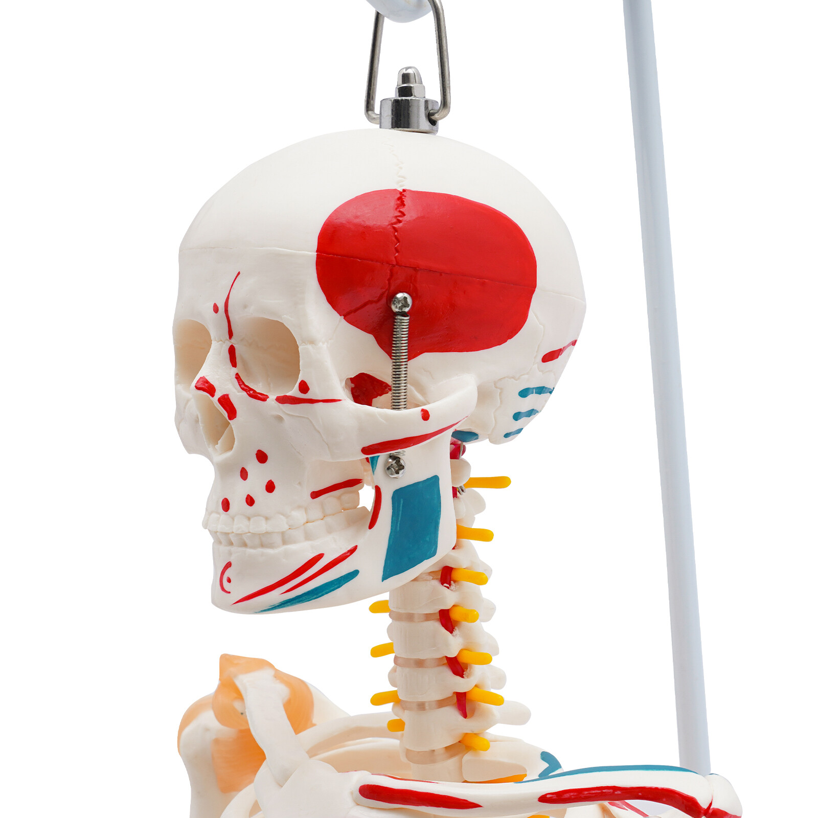 85cm Hanging Style Human Skeleton Model Includes Joint Ligaments For Doctor