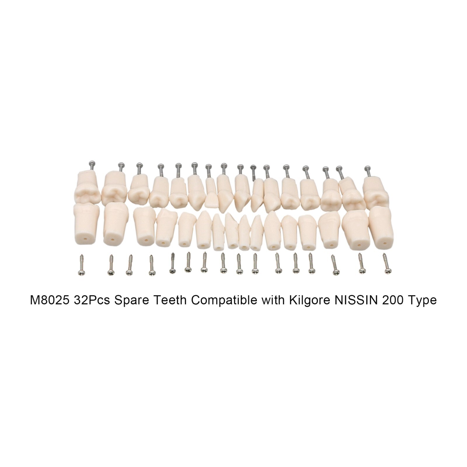 Dental Replacement Screw-in Teeth Typodont Model fit Kilgore NISSIN 200/500 Type