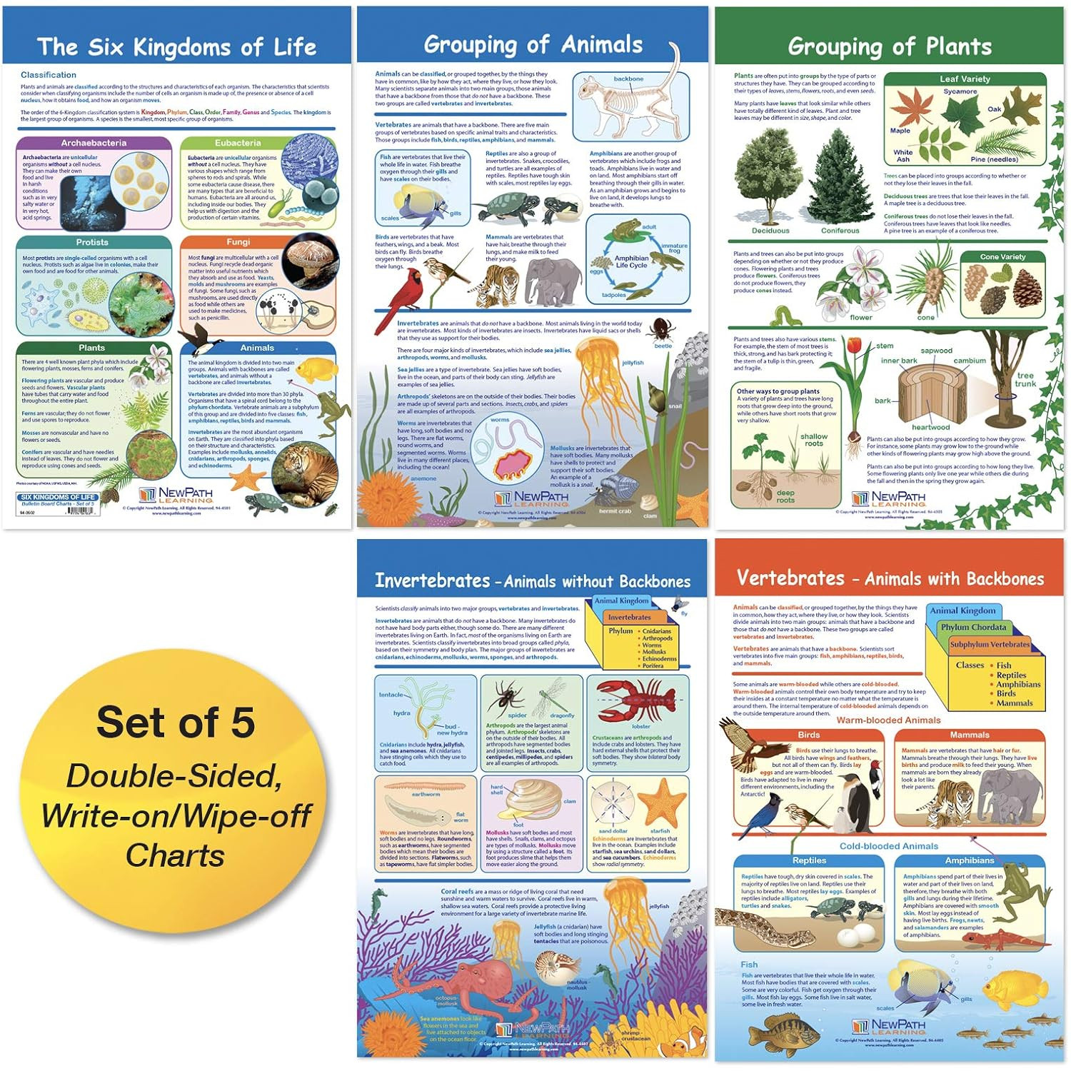 – 94-3502 the Six Kingdoms Bulletin Board Charts, 12 X 18 Inch, Full Color, Set