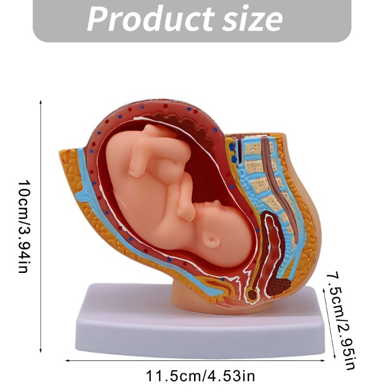 Pregnancy Fetal Development Model With Detachable Full Term Baby For Classroom