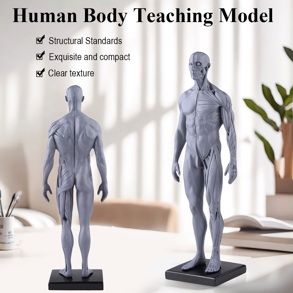 30cm Gray Human Anatomy Model Muscles & Bones for Medical Study & Art Sculpture