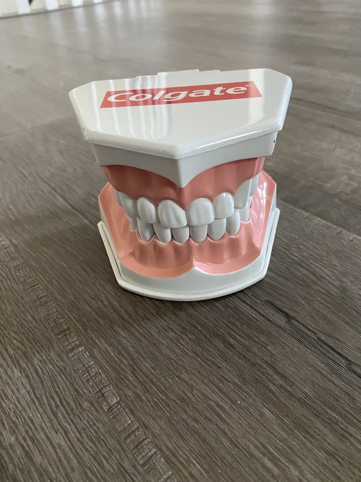 Colgate Large Teeth Typodont – Educational Model