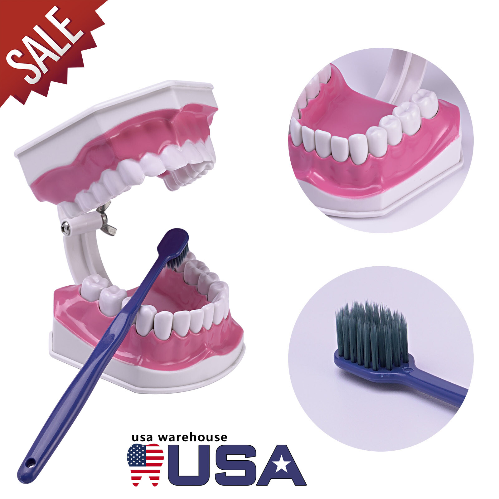 2Pcs Dental Study Model Colgate 2Times Large With Removable Adult Teeth Model