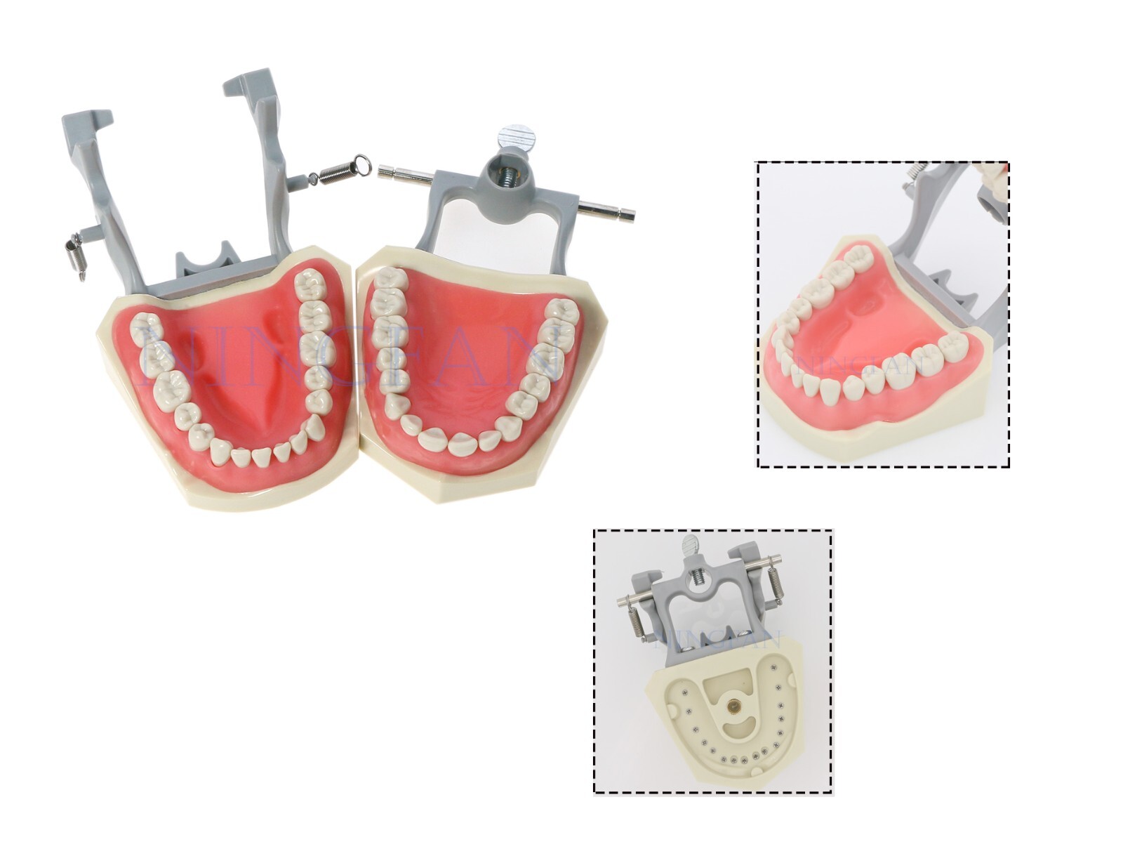 US Dental Typodont Model With Mounting Pole Fit Kilgore Nissin 200 Columbia Type