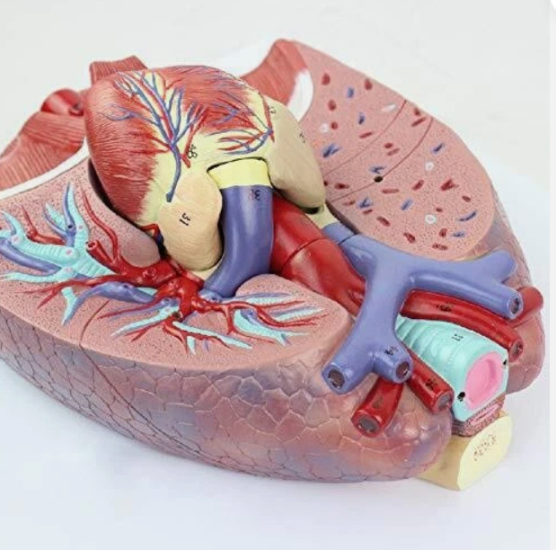 Human Lungs Model with Heart Anatomical Model 7 Parts Medical Teaching Lab