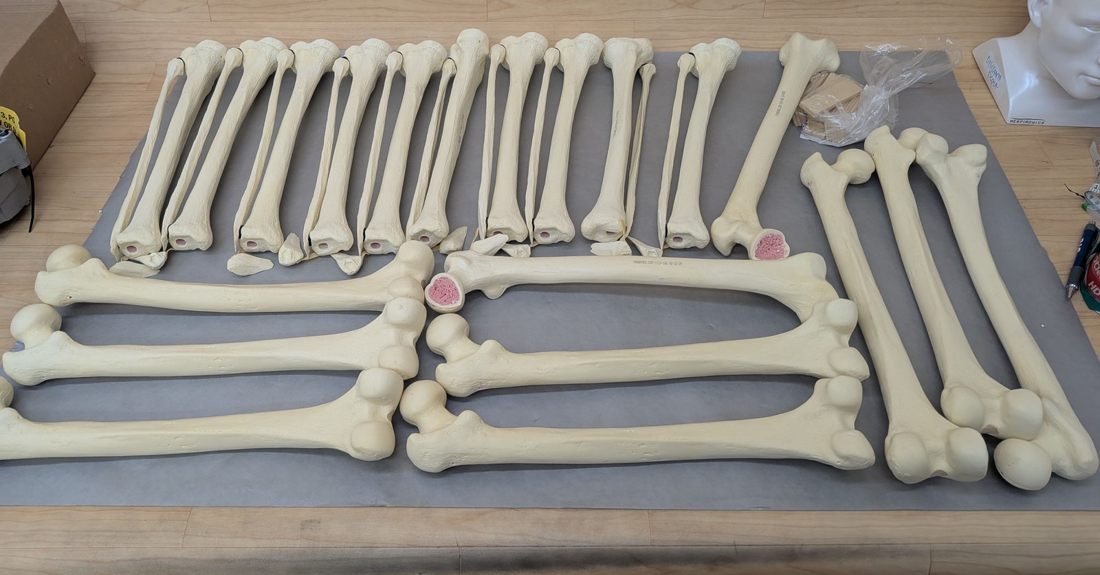 J&J (10) Femur Sawbone w/ Cut-A-Way Head & (10) Tibia/Fibula Sawbone w/ Weber B