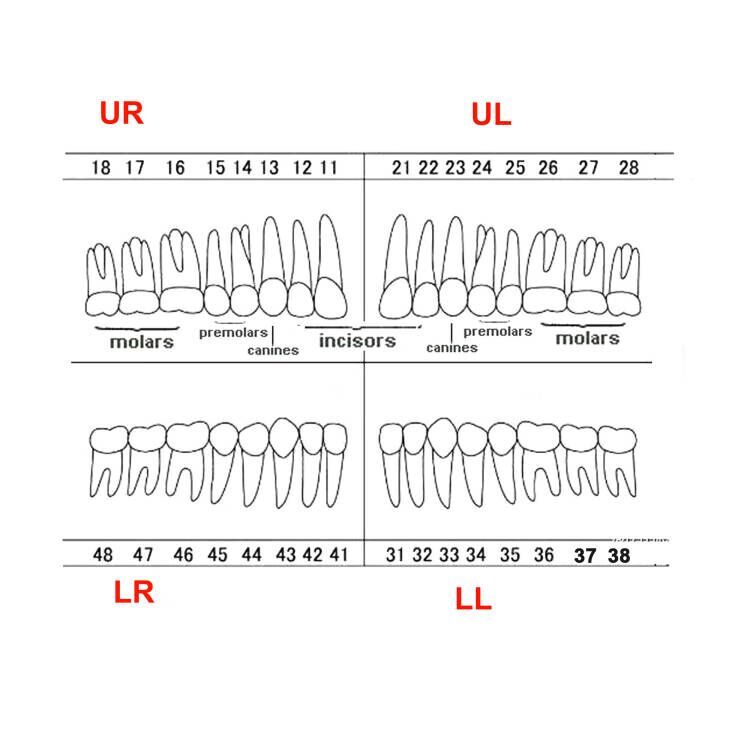 Dental Typodont & Implant Models – Educational, Pathology, Restoration Training