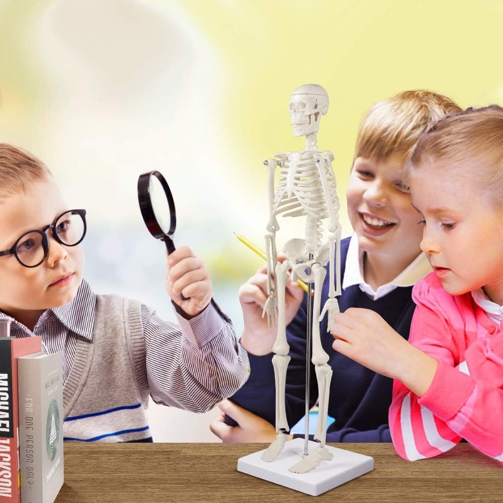 17.7-Inch Human Skeleton Model with Movable Arms – Ideal for Anatomy Study