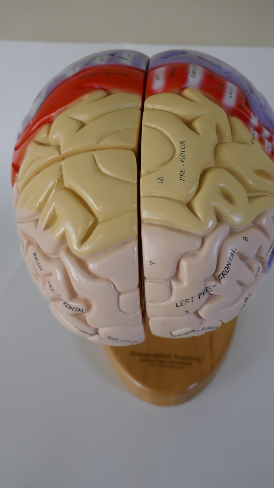 Denoyer-Geppert Brain Anatomical Model Medical Teaching – Numbers & function