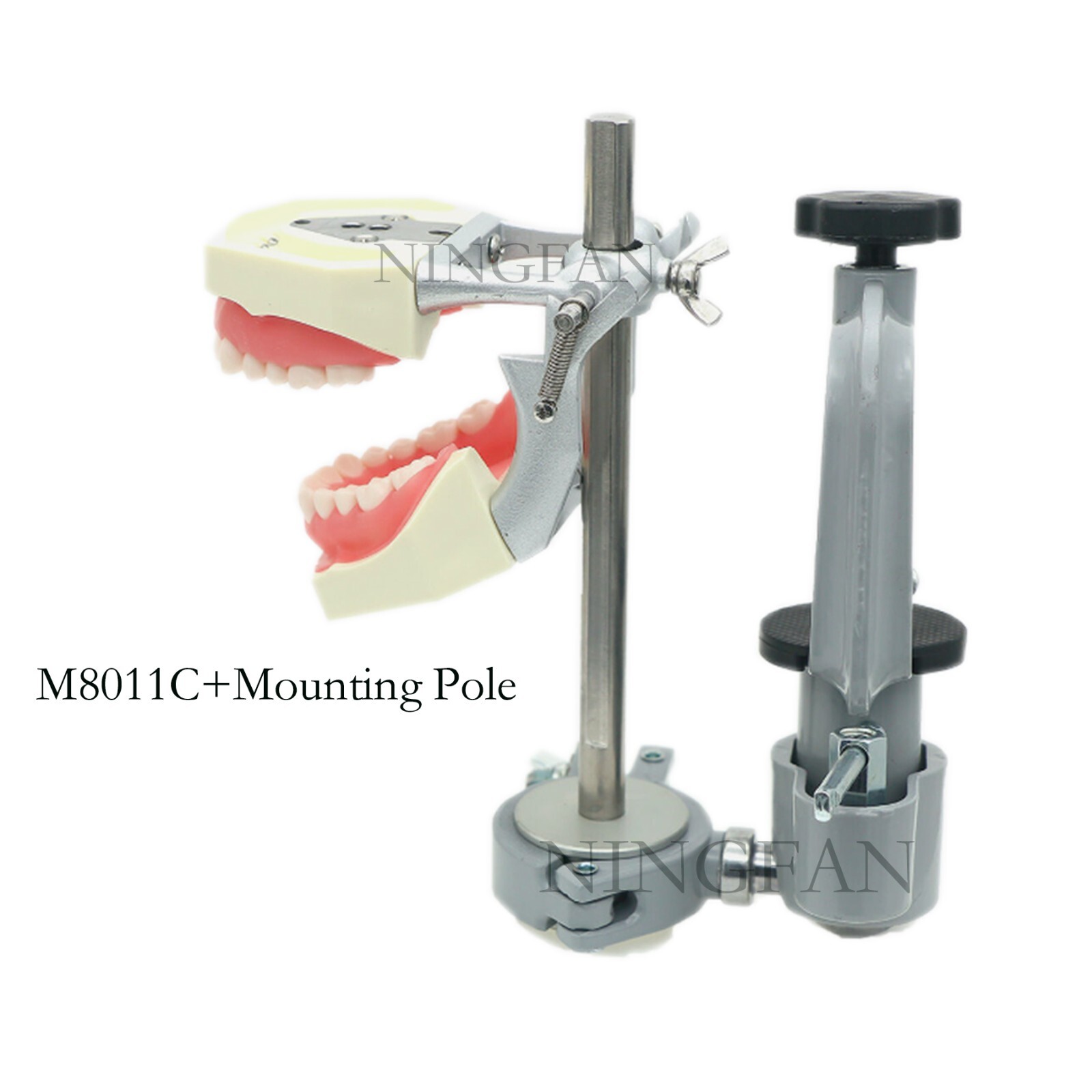 US Dental Typodont Model With Mounting Pole Fit Kilgore Nissin 200 Columbia Type