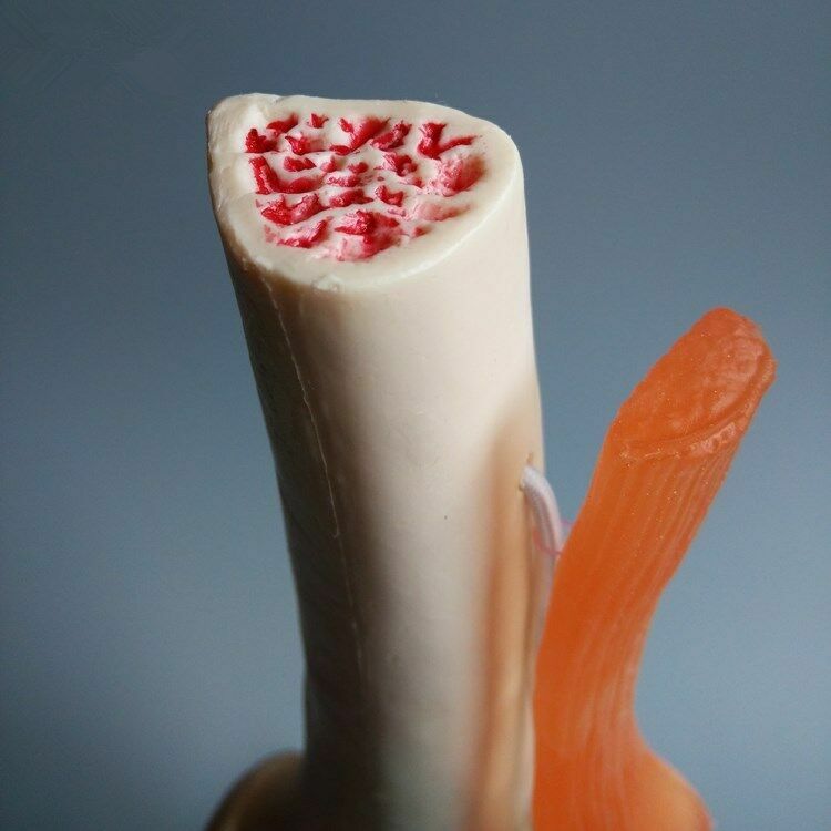 1:1 Size Human Knee Joint Simulation Model Medical Anatomy Education US STOCK