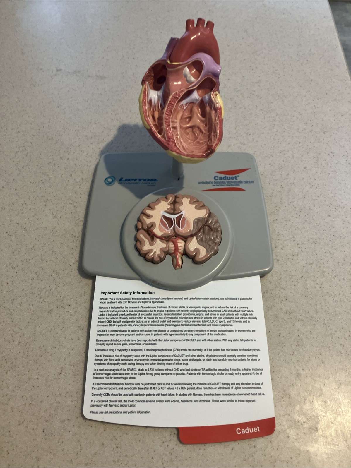Vintage 3D Anatomical Heart/ Brain Display Model from Lipitor/ Caduet 2007