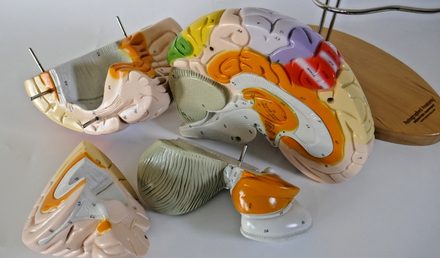 Denoyer-Geppert Brain Anatomical Model Medical Teaching – Numbers & function
