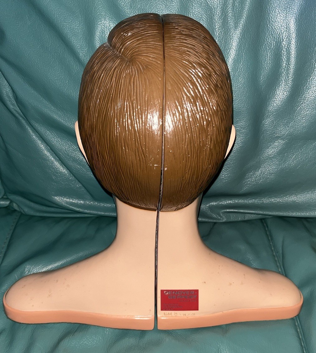 Denoyer Geppert Head & Neck Anatomical Model Life Size Medical Teaching USA 1996