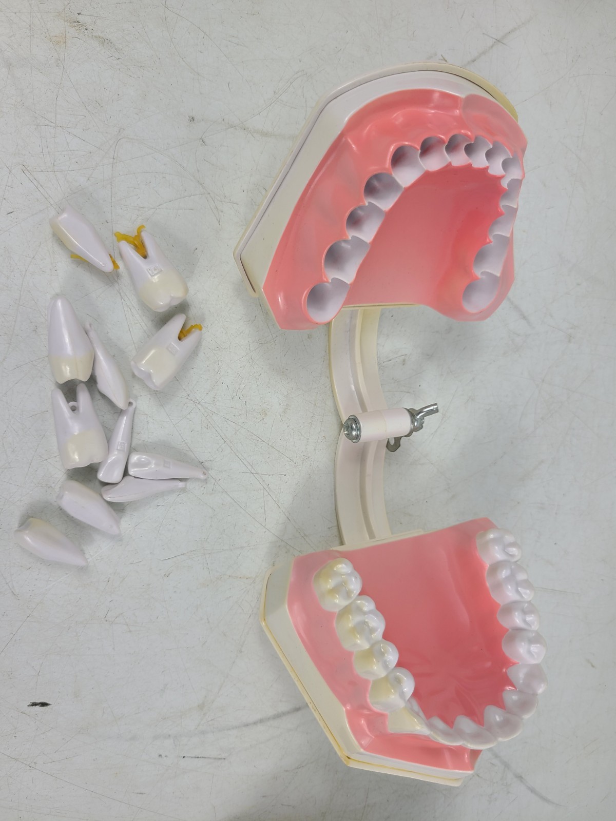 Colgate Teeth Model Display With Removable Teeth Training Aid Lot Of 3