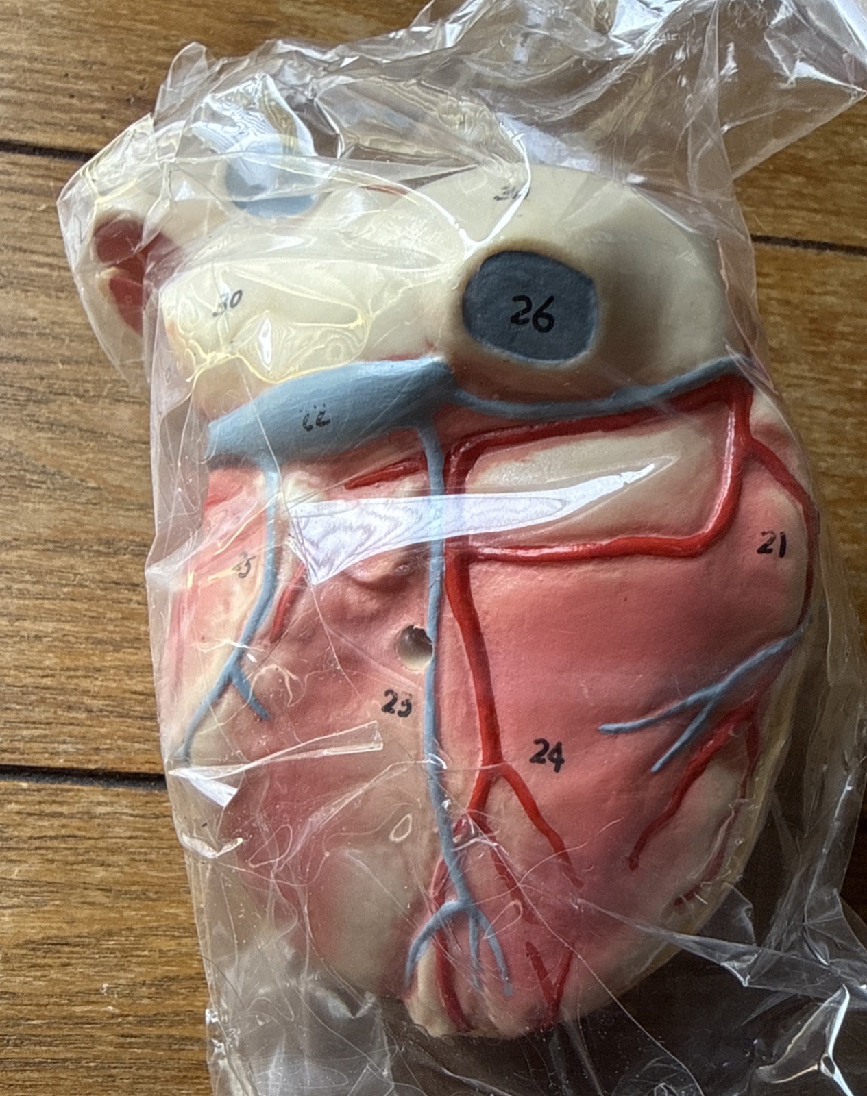 Anatomical Human Heart Numbered Parts New!