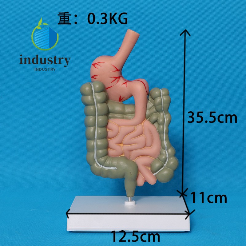 Human Digestive System Large Intestine Cecum Model Teaching Model