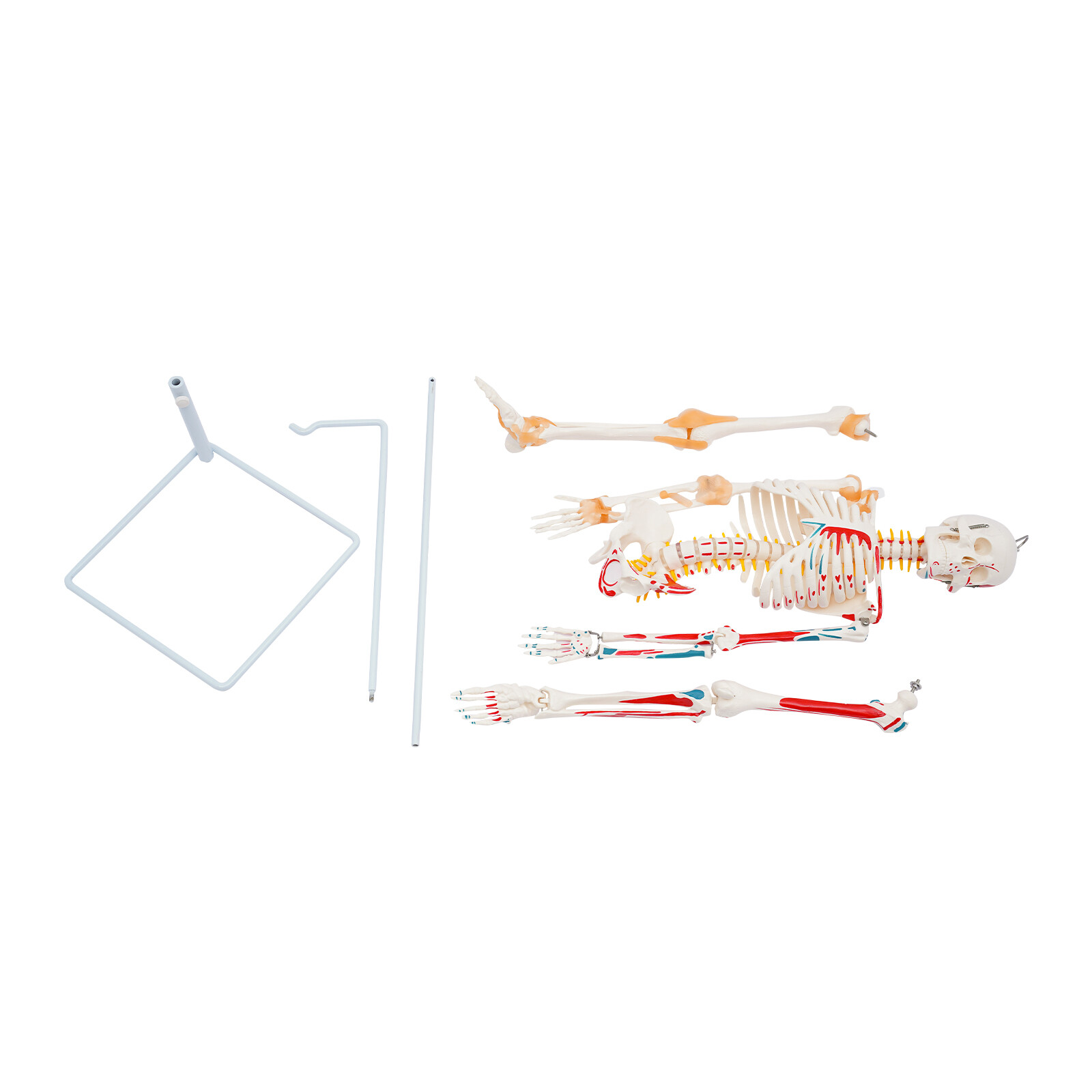 85cm Hanging Style Human Skeleton Model Includes Joint Ligaments For Doctor