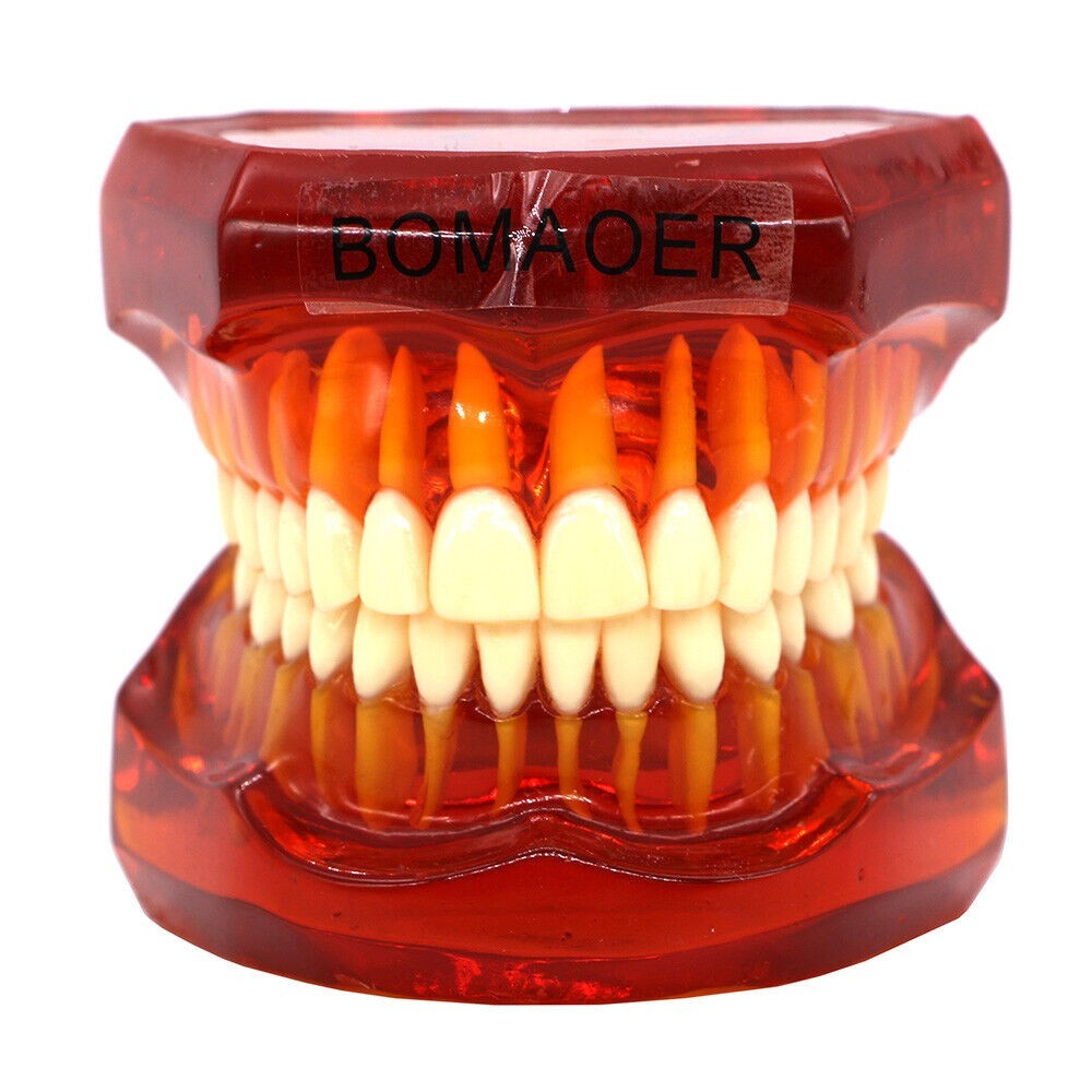 Dental Plastic Study Teeth Model Standard model red Transparent 7002 BOMAOER