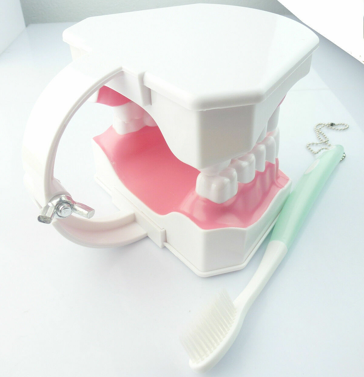 1x Dental Teaching Typodont Model Large With Removable Teeth Colgate SALE HOT