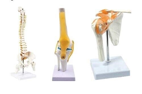 Premium Medical Quality, Shoulder Model, Spine Model, Knee Model, 95% Anatomical