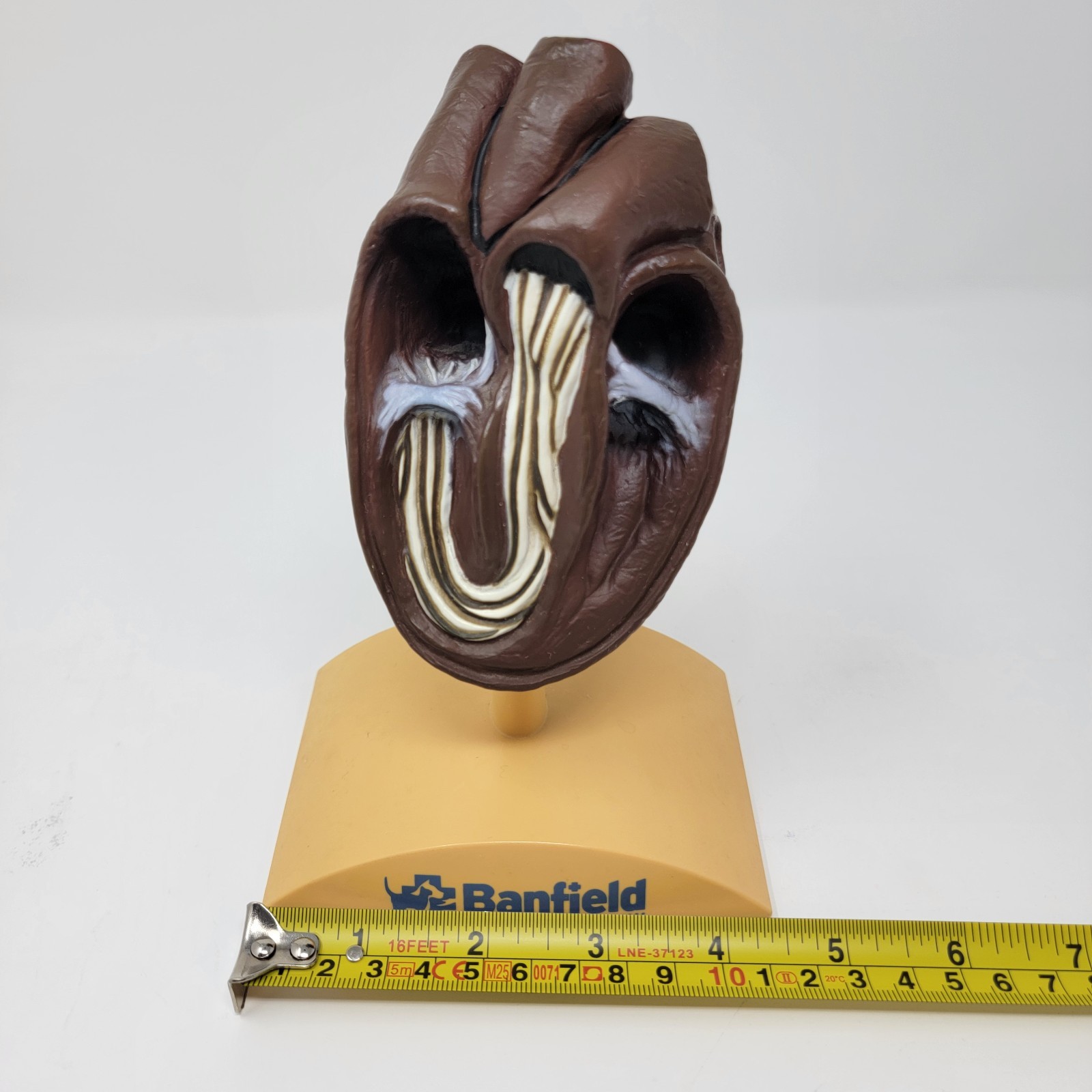 Banfield Veterinary Plastic Anatomical Model for Education – Canine Heart