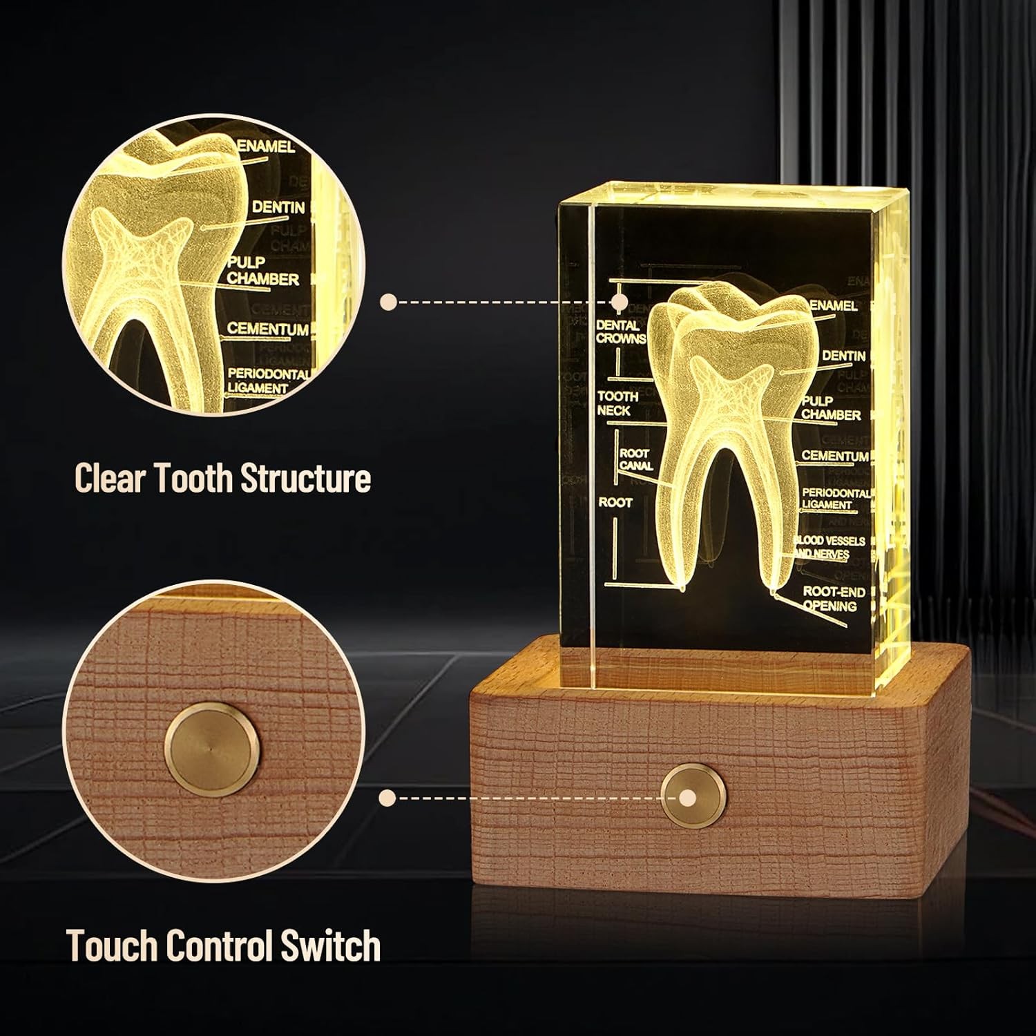 Tooth Ornament 3D Human Tooth Crystal Model for Home Decoration Dentists Gifts