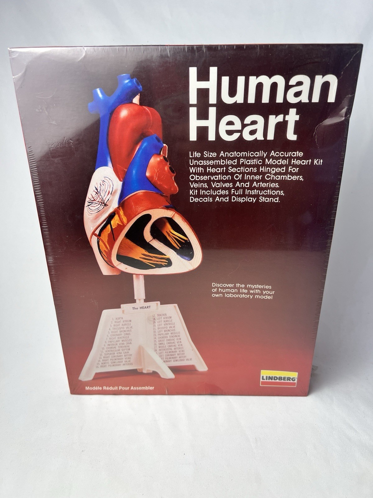 1990 LINDBERG HUMAN HEART Anatomically Accurate Plastic Model 71338 SEALED MIB