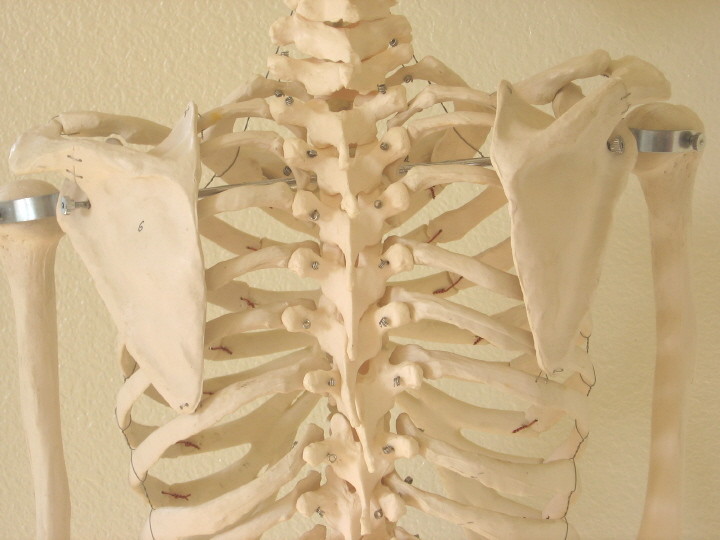 Life size human skeleton anatomical model 5’7″ medical dental student teaching