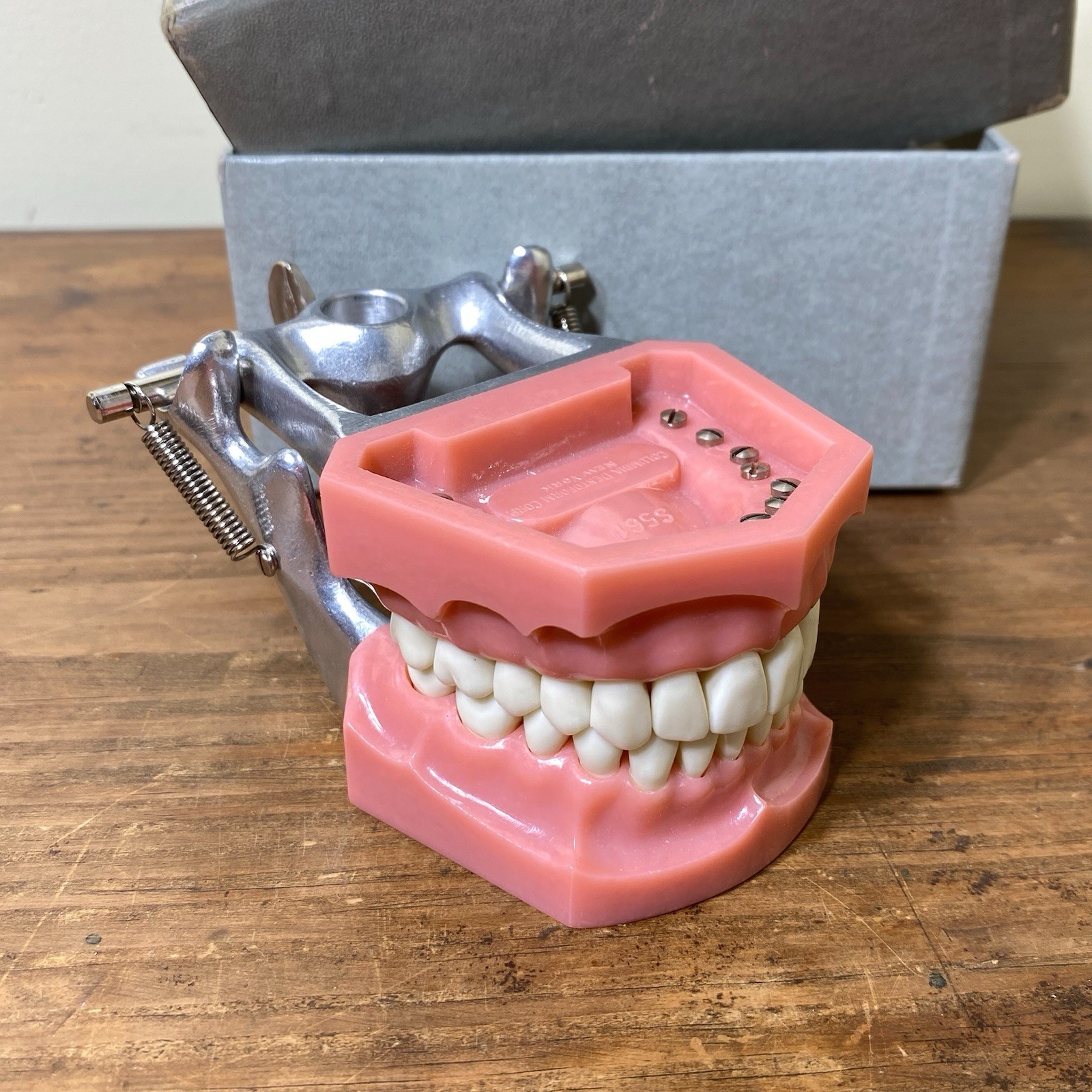VTG Colombia Dentoform Dental Articulator Model Teeth Dentist Lab Tool Medical
