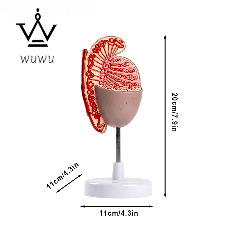 Urology Teaching Testicular Model Male Reproductive Organ Anatomical Model
