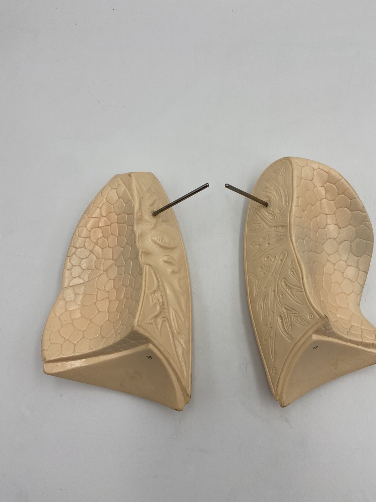 Denoyer Geppert Anatomical – Torso Lungs – Spare Replacement Part