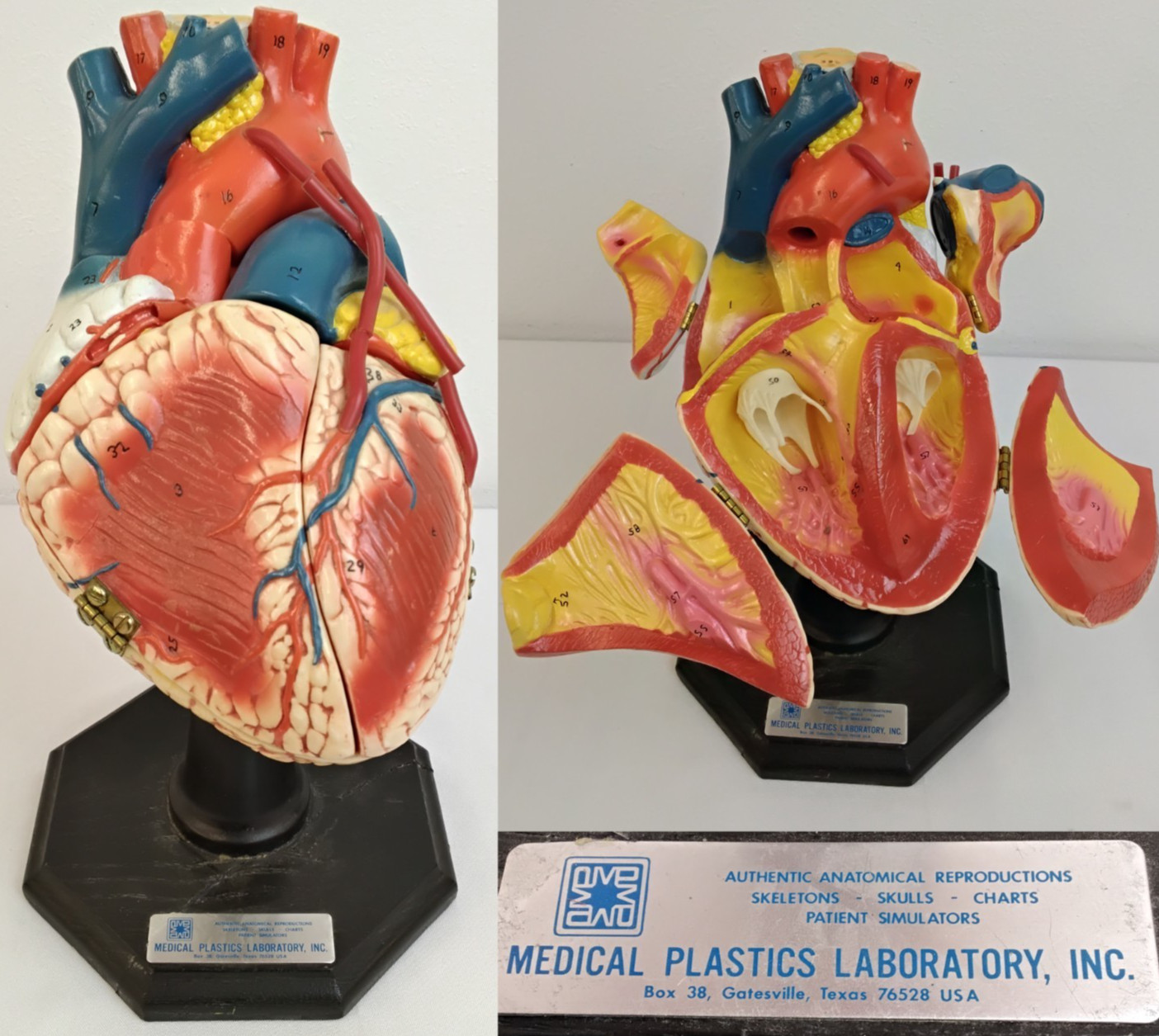 Medical Plastics Laboratory Heart Anatomical Model Vintage 1970s w/ Stand #Z5622