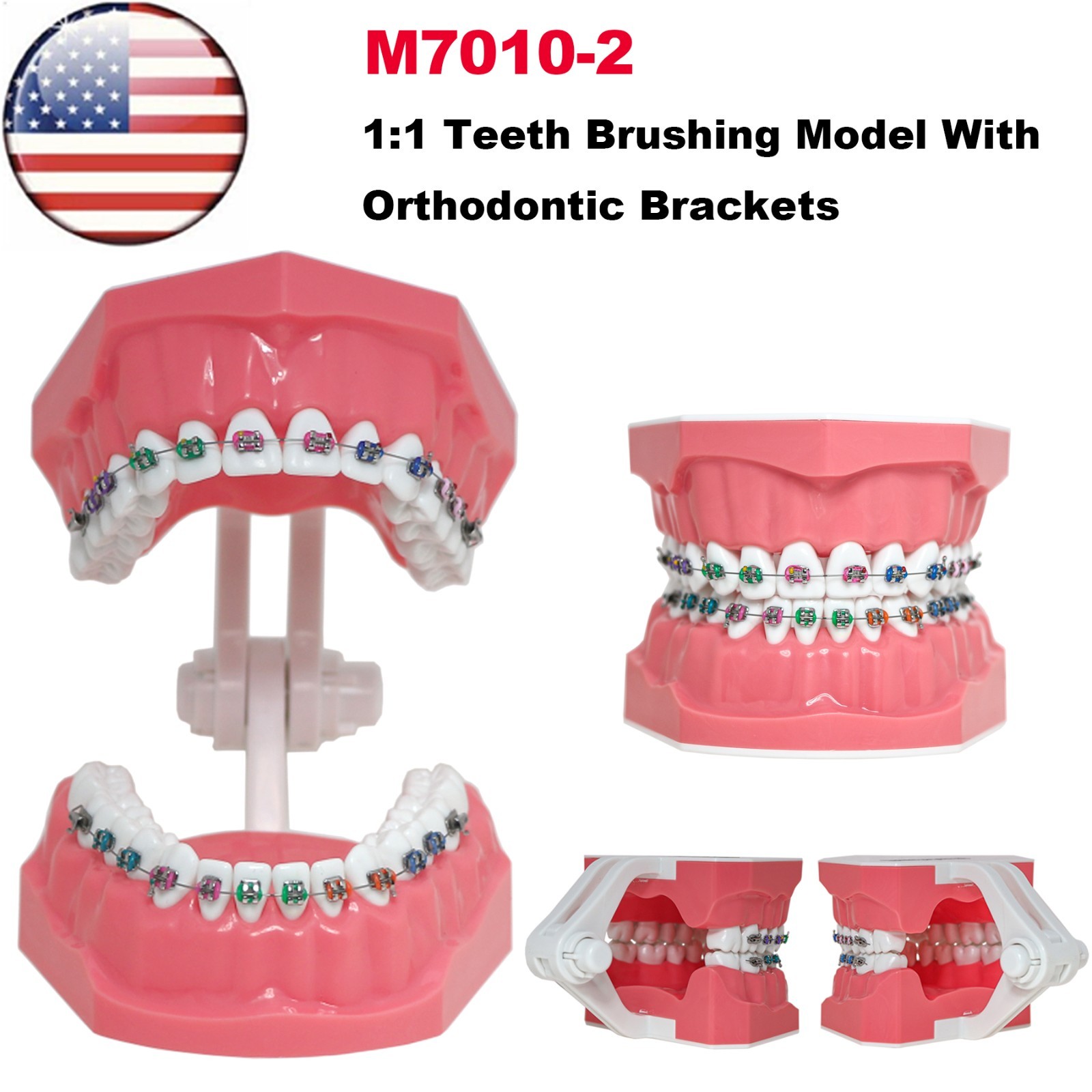 US Dental Orthodontic Model Brushing Flossing Practice Teeth Model with Brackets