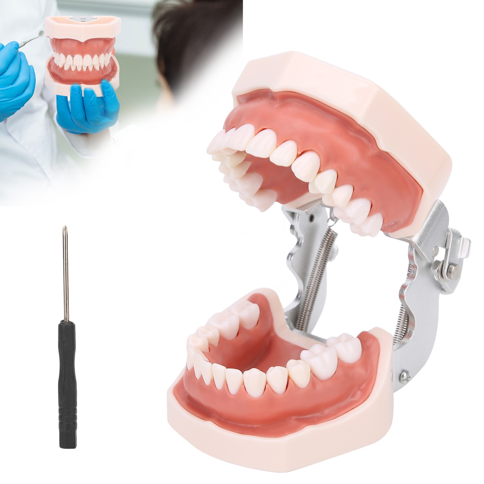 Detachable Teeth Model Simulation Dental Teeth Model For Teaching Practice With❀