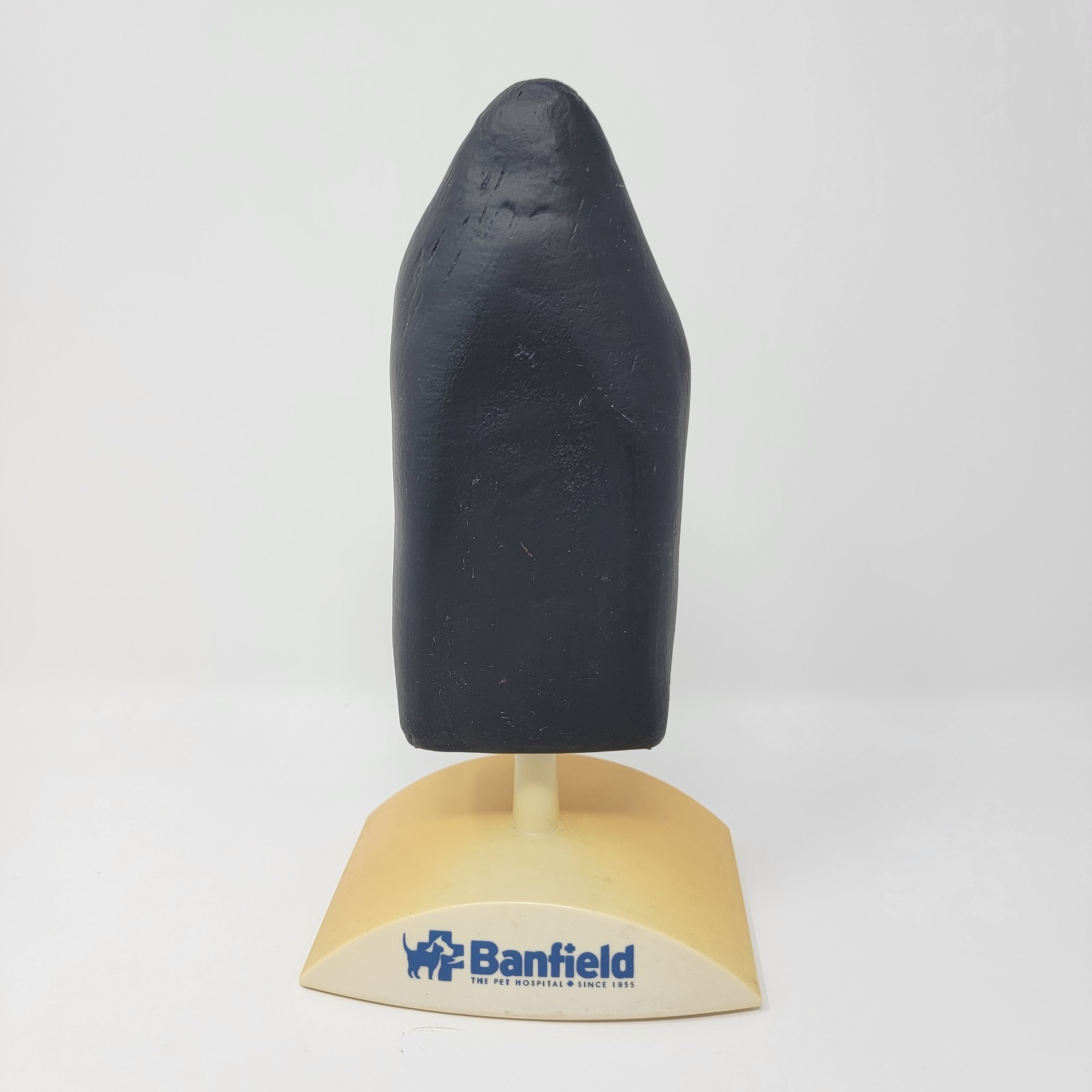 Banfield Veterinary Plastic Anatomical Model for Education – Canine Ear