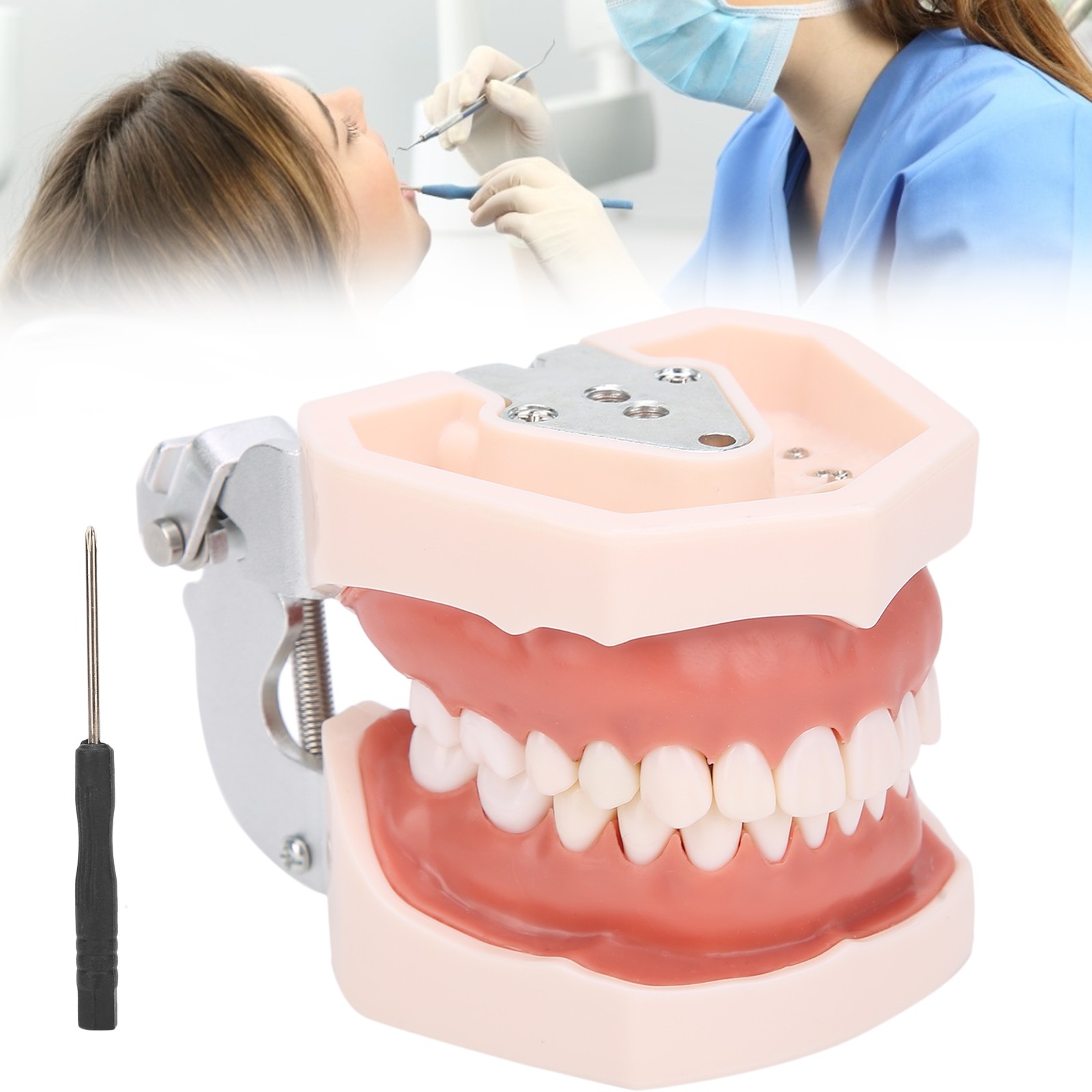 Detachable Teeth Model Simulation Dental Teeth Model For Teaching Practice With❀