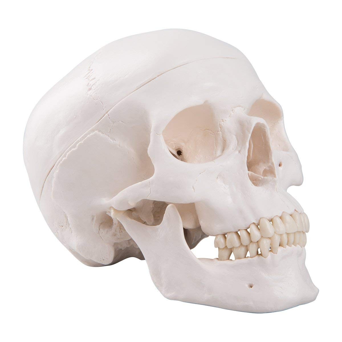 Human Skull Anatomical Model, Life Size Replica Adult Human Anatomy Head Model