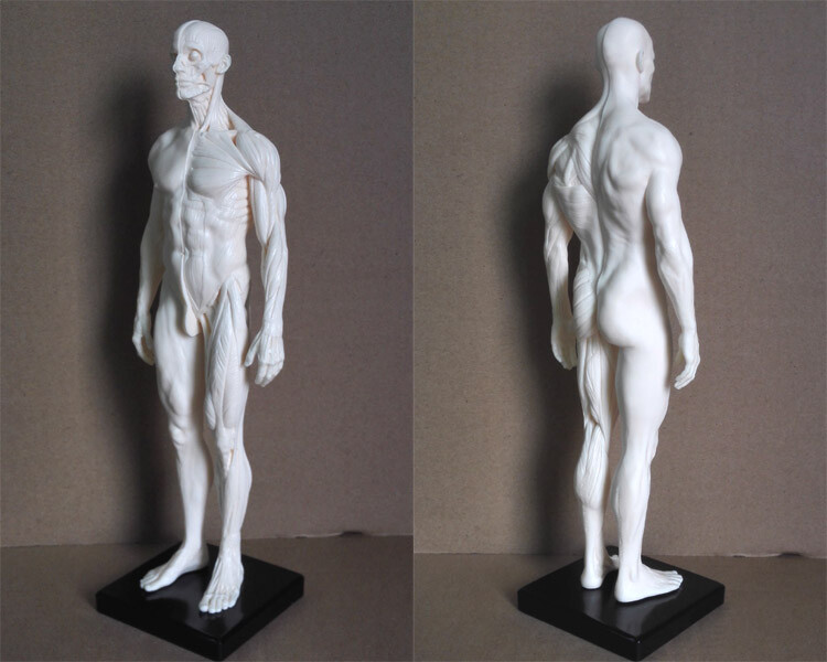 30cm Human Skeleton Anatomical Model Male Anatomy Skull Muscle Bone White