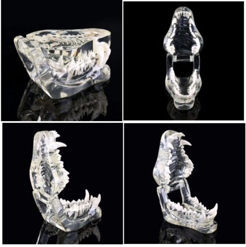 Dog Teeth pet dental model Transparent Anatomical Veterinary Canine Teaching