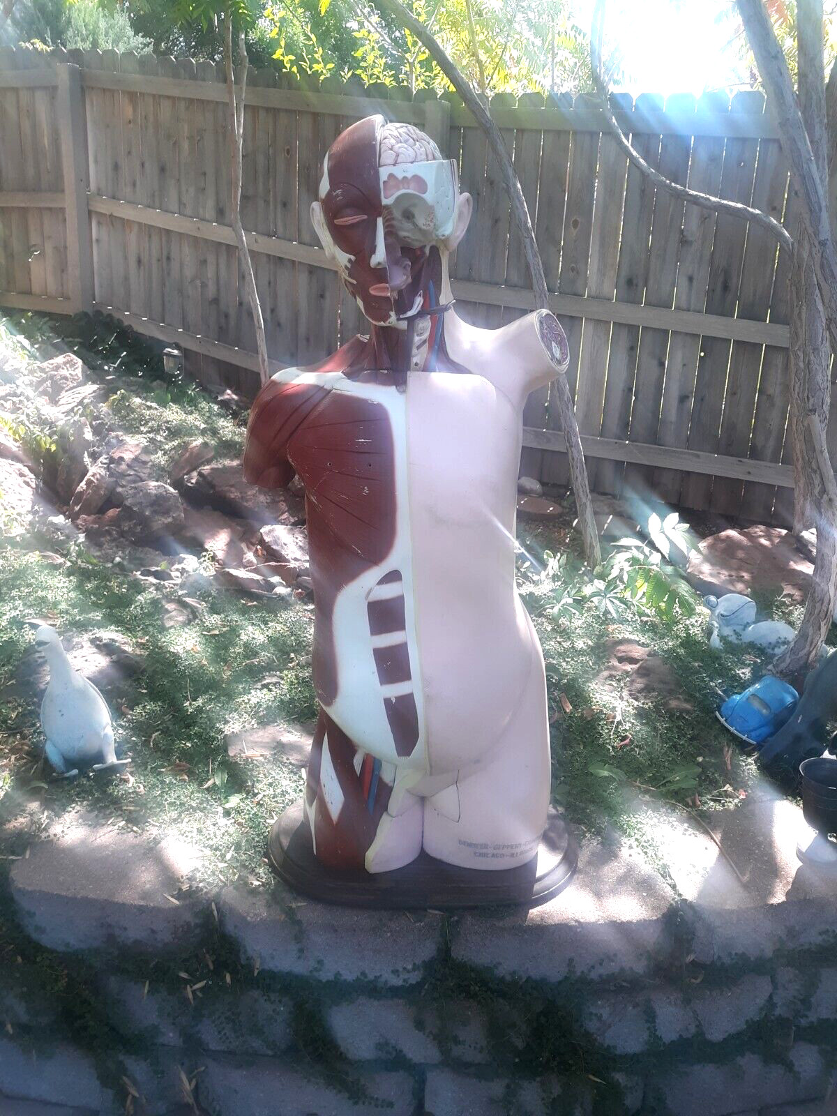 Denoyer- Geppert Life Size 1960,s Anatomy Medical/ Scientific/ Fashion Model
