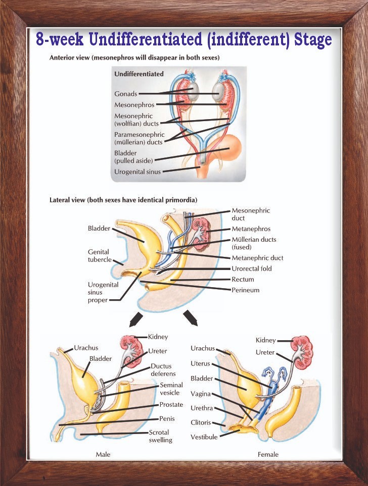 8-week Undifferentiated (indifferent) Stage Chart 12×18 inches