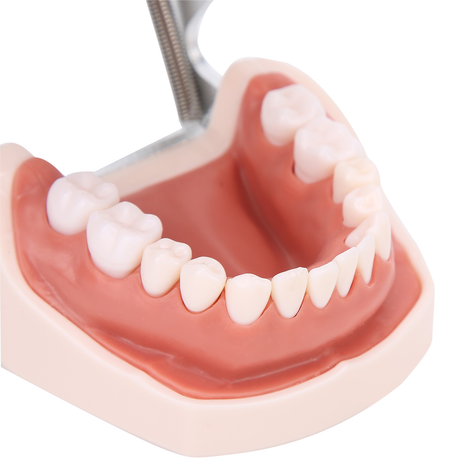 Detachable Teeth Model Simulation Dental Teeth Model For Teaching Practice With❀