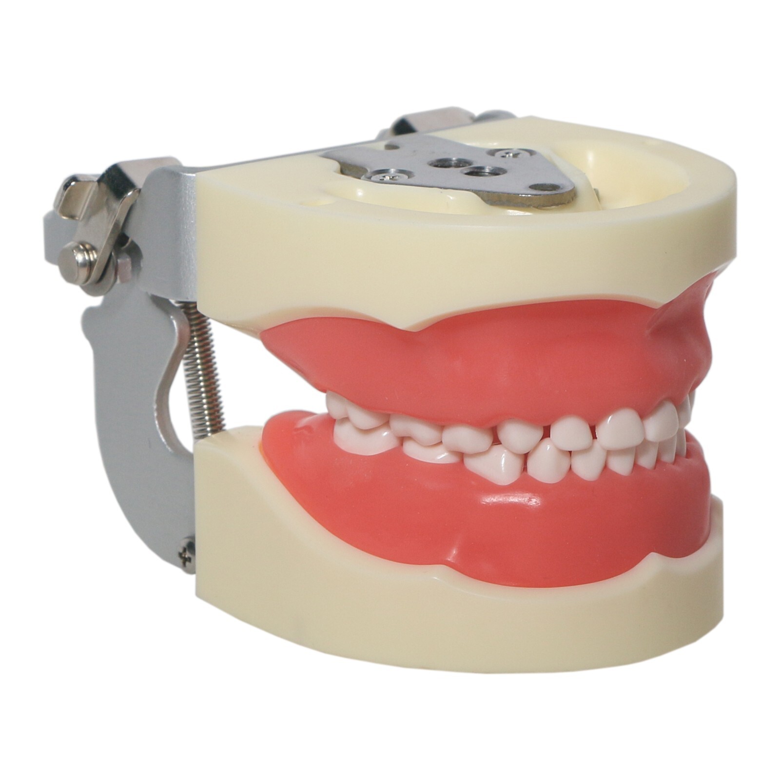 Dental Child Primary Practice Teeth Model 24 Removable Teeth For Dentist Practic