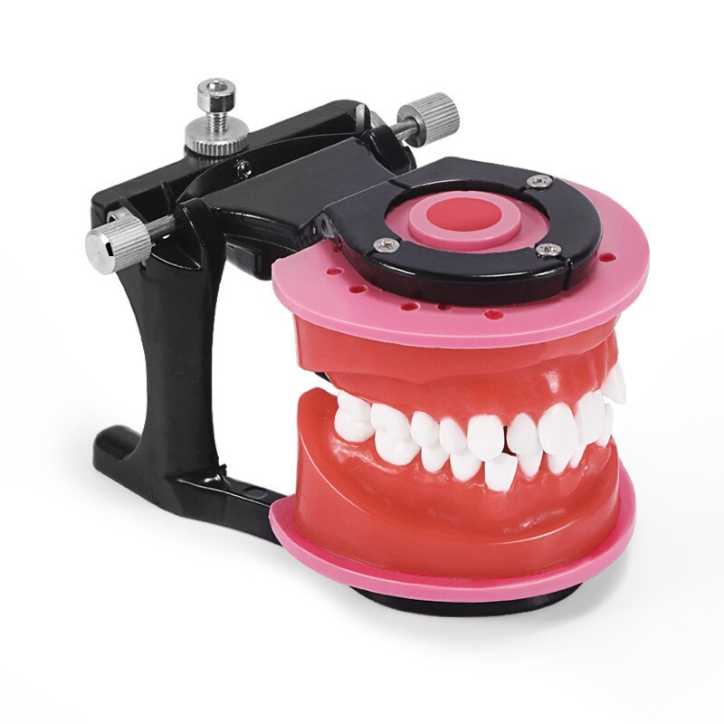 Reusable Dental Practical Study Training Model/typodont/orthodontics Wax Model